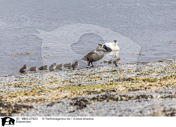 Eiderenten / common eider ducks / MBS-27823