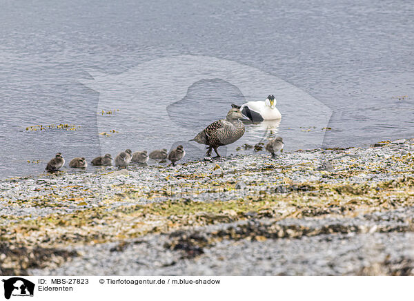 Eiderenten / common eider ducks / MBS-27823