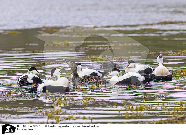 Eiderenten / common eider ducks / MBS-27827