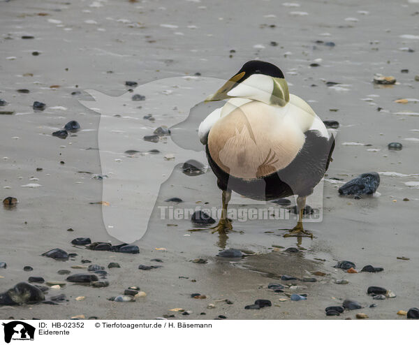 Eiderente / common eider duck / HB-02352