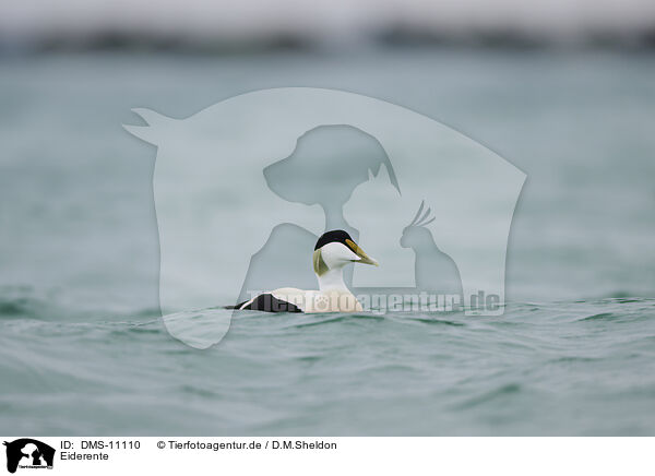 Eiderente / eider duck / DMS-11110