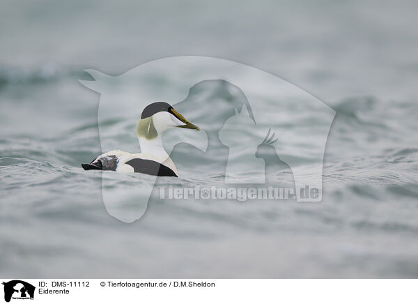 Eiderente / eider duck / DMS-11112