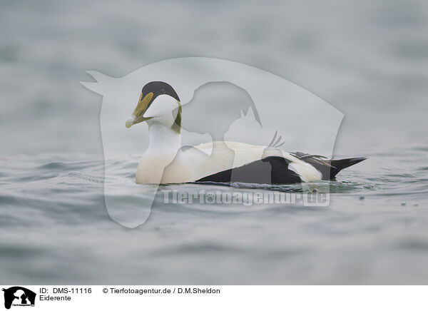 Eiderente / eider duck / DMS-11116