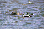 schwimmende Eiderenten