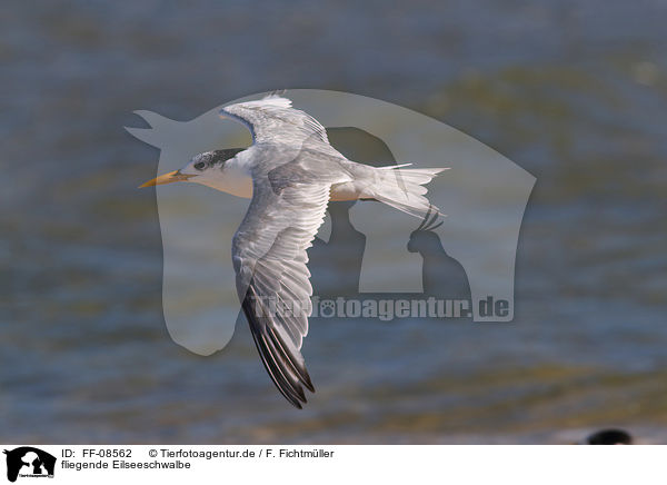 fliegende Eilseeschwalbe / flying Greater Crested Tern / FF-08562