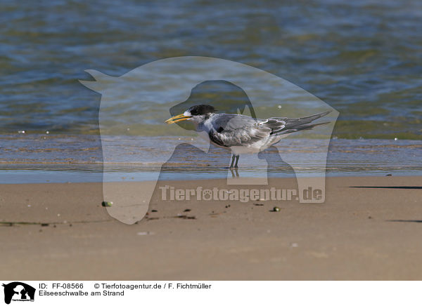 Eilseeschwalbe am Strand / FF-08566