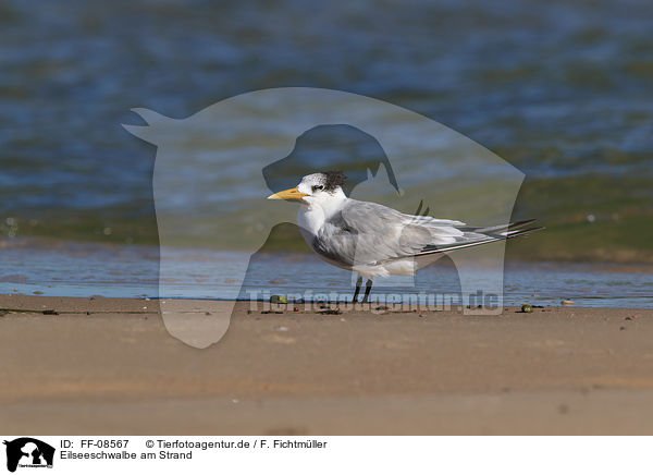 Eilseeschwalbe am Strand / Greater Crested Tern at the Beach / FF-08567