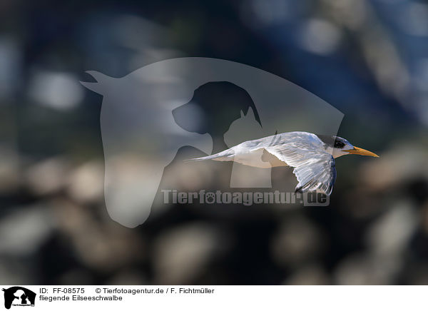 fliegende Eilseeschwalbe / flying Greater Crested Tern / FF-08575