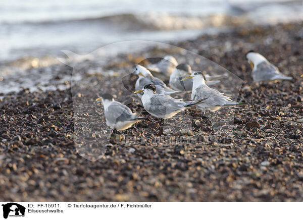 Eilseeschwalbe / FF-15911