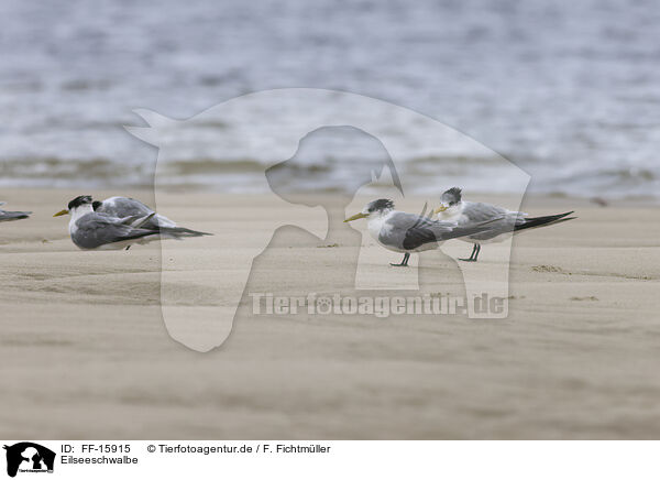 Eilseeschwalbe / great crested tern / FF-15915