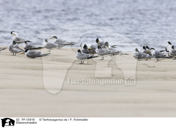 Eilseeschwalbe / FF-15916