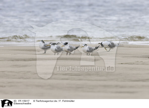 Eilseeschwalbe / FF-15917