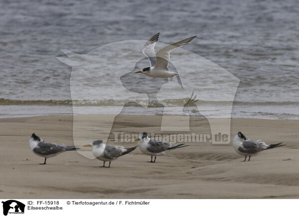 Eilseeschwalbe / FF-15918