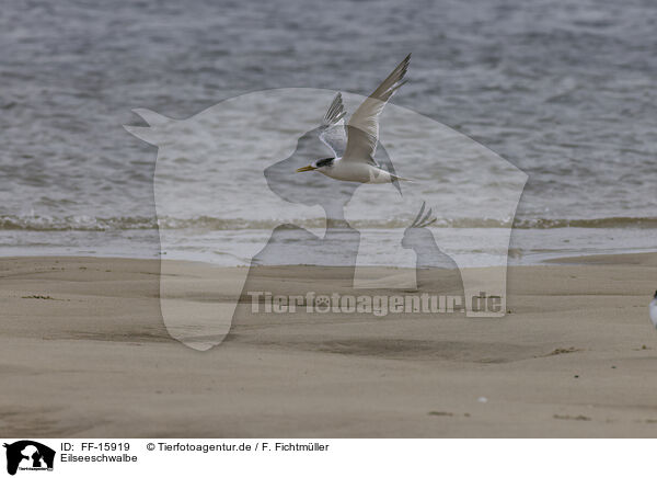 Eilseeschwalbe / great crested tern / FF-15919