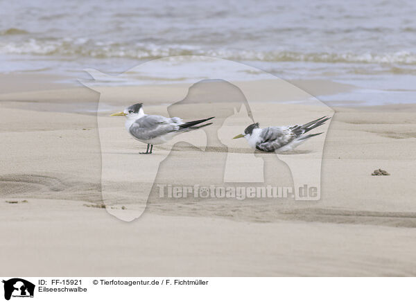 Eilseeschwalbe / FF-15921