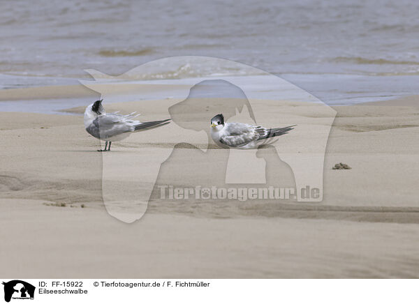 Eilseeschwalbe / great crested tern / FF-15922