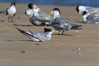 Eilseeschwalbe am Strand