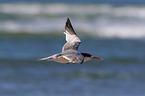 fliegende Eilseeschwalbe