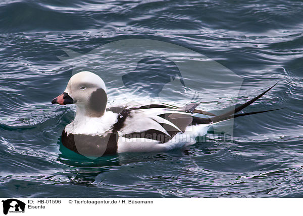 Eisente / long-tailed duck / HB-01596