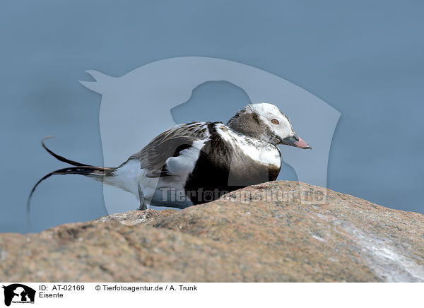 Eisente / long-tailed duck / AT-02169