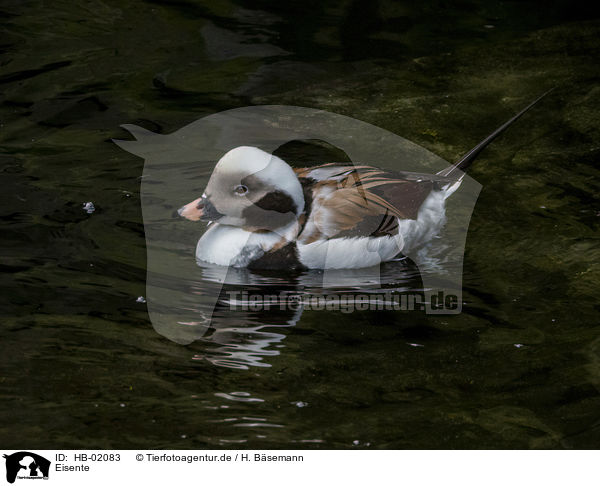 Eisente / long-tailed duck / HB-02083