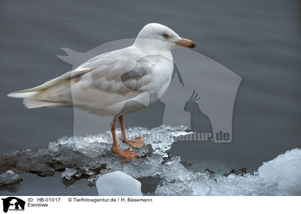 Eismwe / Glaucous Gull / HB-01017