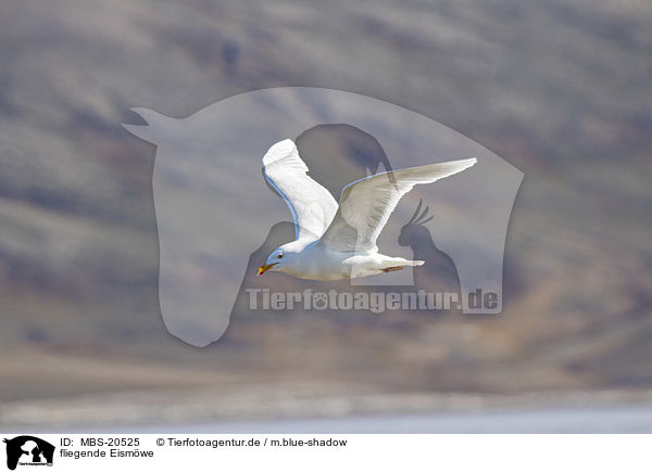 fliegende Eismwe / flying Glaucous Gull / MBS-20525