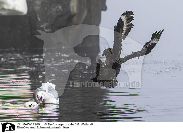 Eismwe und Schmarotzerraubmwe / MAW-01200