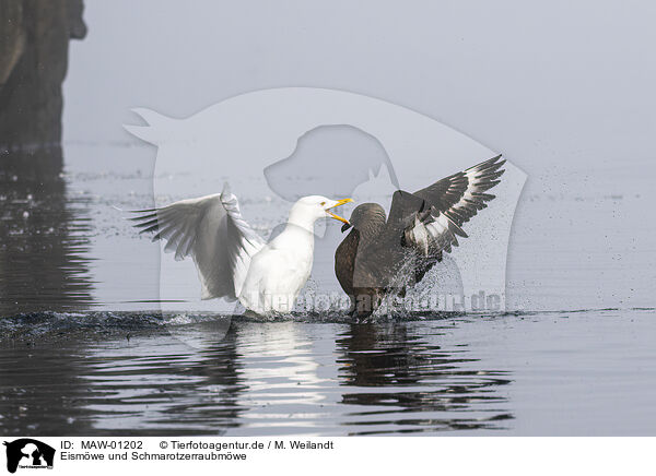 Eismwe und Schmarotzerraubmwe / burgomeister gull and Arctic skua / MAW-01202