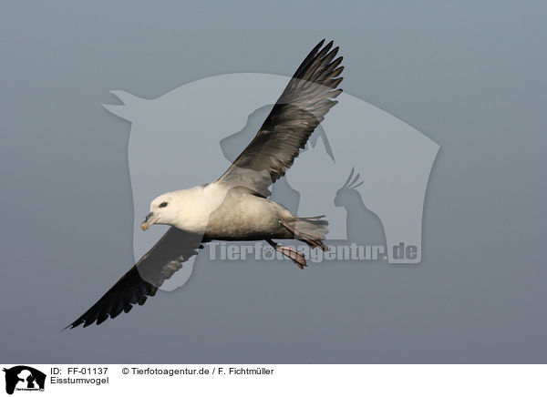 Eissturmvogel / northern fulmar / FF-01137