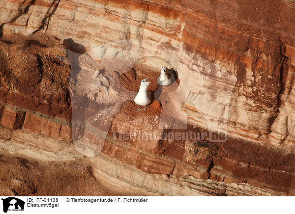 Eissturmvgel / northern fulmars / FF-01138