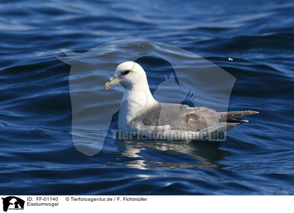 Eissturmvogel / northern fulmar / FF-01140