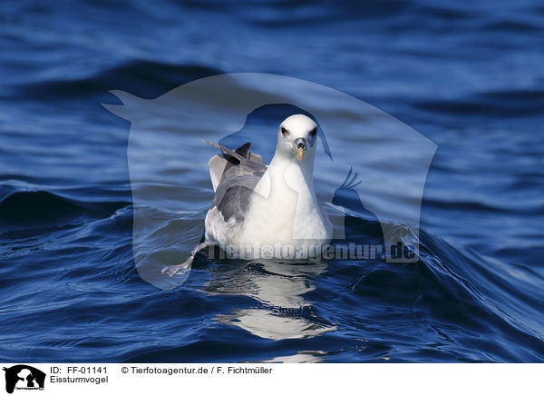 Eissturmvogel / northern fulmar / FF-01141