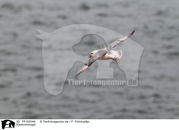 Eissturmvogel / northern fulmar / FF-02048