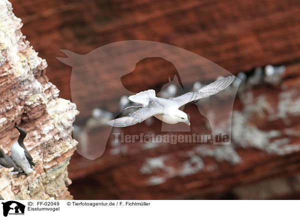 Eissturmvogel / northern fulmar / FF-02049