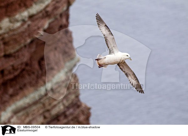 Eissturmvogel / northern fulmar / MBS-09504