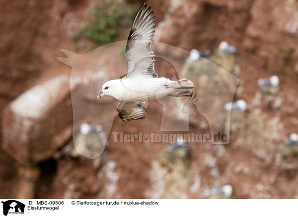 Eissturmvogel / northern fulmar / MBS-09506