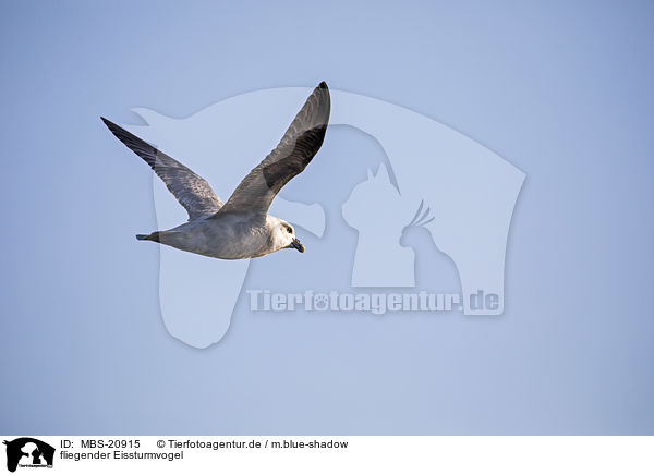 fliegender Eissturmvogel / flying Fulmar / MBS-20915