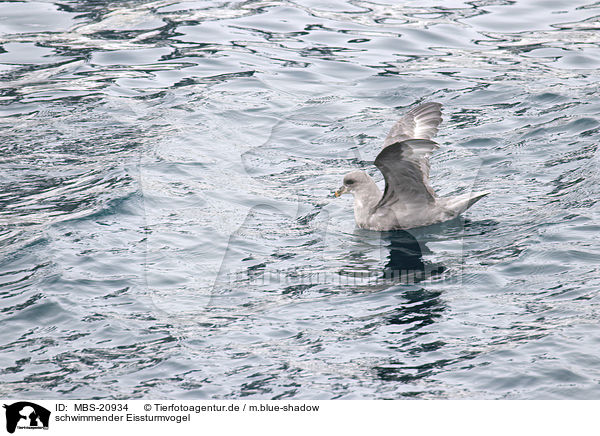 schwimmender Eissturmvogel / swimming Fulmar / MBS-20934