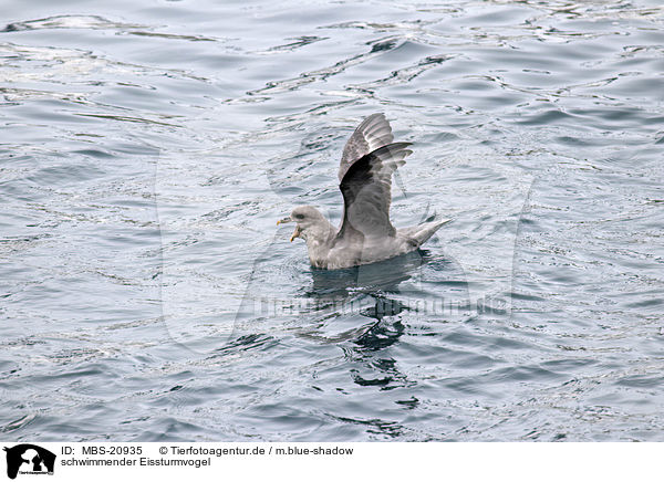 schwimmender Eissturmvogel / swimming Fulmar / MBS-20935