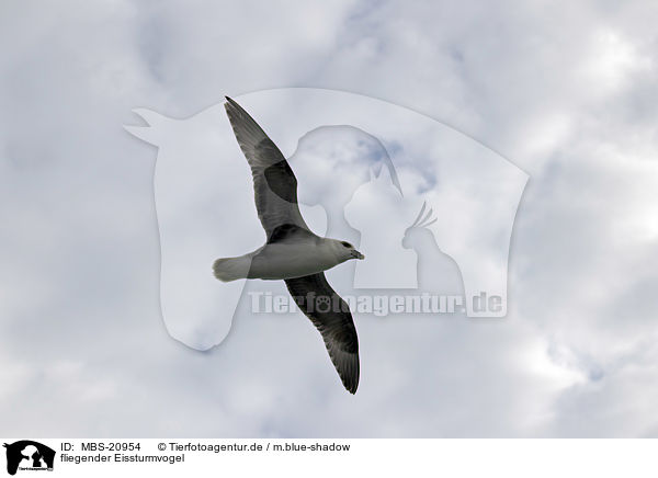 fliegender Eissturmvogel / MBS-20954