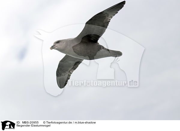 fliegender Eissturmvogel / MBS-20955