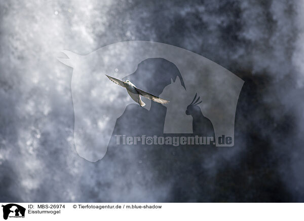 Eissturmvogel / northern fulmar / MBS-26974