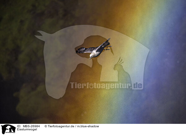 Eissturmvogel / northern fulmar / MBS-26984