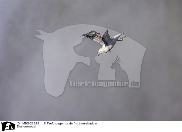 Eissturmvogel / northern fulmar / MBS-26985