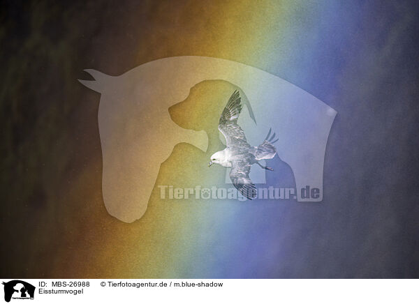Eissturmvogel / northern fulmar / MBS-26988