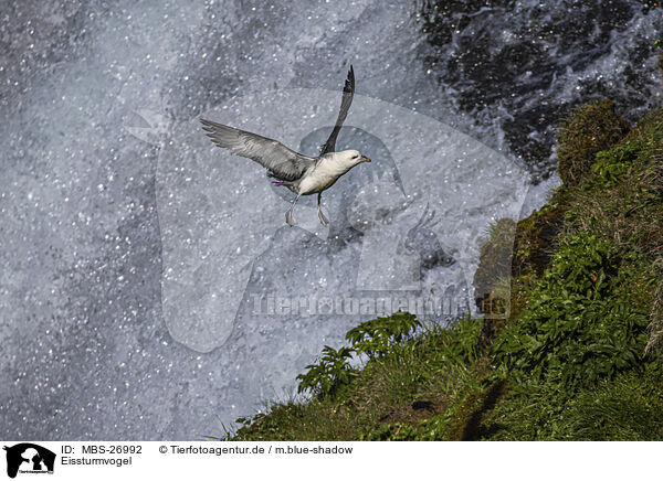 Eissturmvogel / northern fulmar / MBS-26992