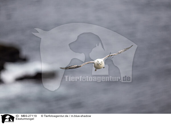 Eissturmvogel / northern fulmar / MBS-27119