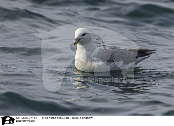 Eissturmvogel / northern fulmar / MBS-27461