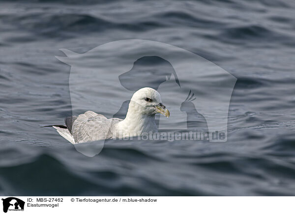 Eissturmvogel / northern fulmar / MBS-27462